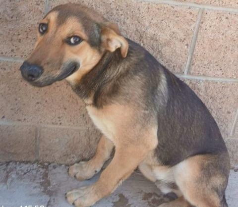 Pet of the Week Meet Charlie
