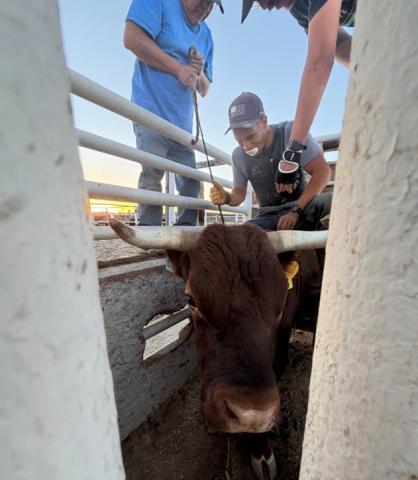 NMSP takes first place in Grants Battle of the Badges Bull Riding Event
