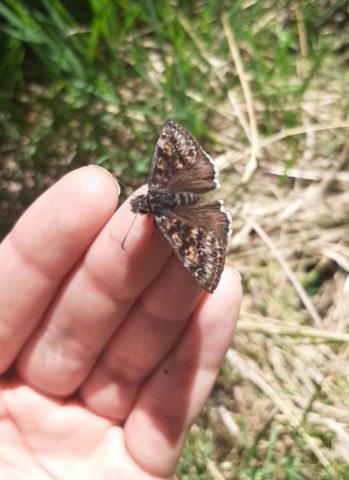 Buddy’s Trails – May 13th