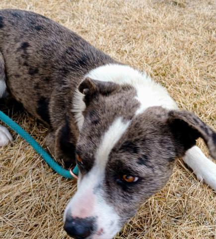 Pet of the Week