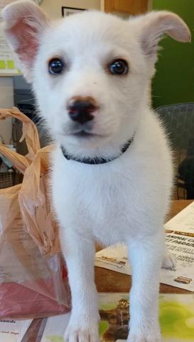 Pet of the Week