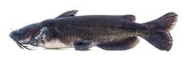 A mature channel catfish, commonly stocked in New Mexico’s warm-water ponds. Known for their whiskered appearance and strong fight, these bottomdwelling fish thrive in summer conditions and are a favorite among local anglers. Courtesy Photo