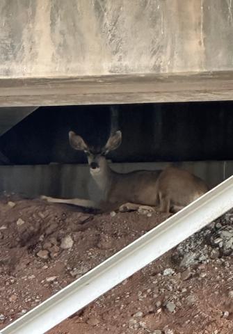 Peacefully under an Interstate 40 underpass in rural Cibola County, this deer, affectionately known as Bridgette, rests and enjoys the summer shade. Diego Lopez - CC