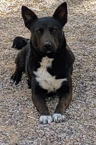 Pet of the Week