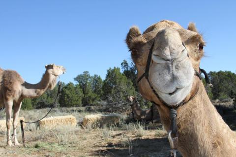 U.S. Camel Corps Commemoration Returns to El Morro National Monument September 12-13, 2026