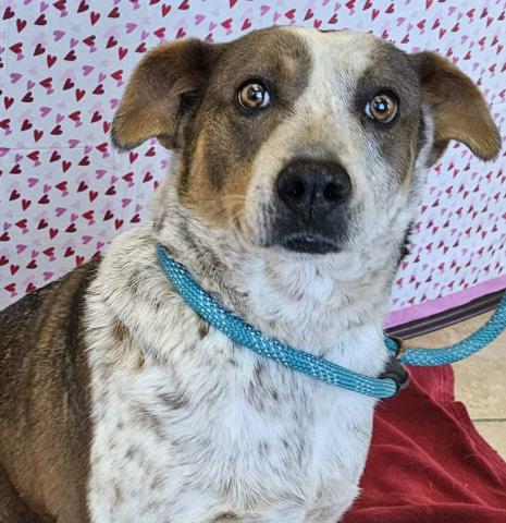 Pet of the Week Meet Venus