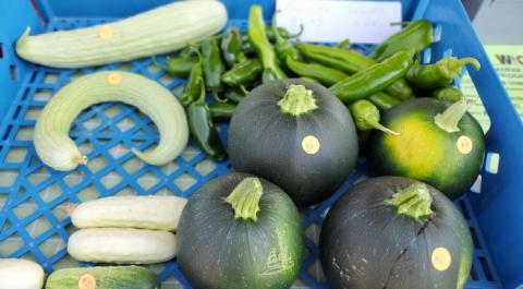 Summer Produce Arrives at the Grants Farmers Market