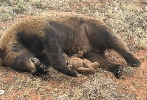 Black Bear Found Dead Near Bandera Volcano Trail System