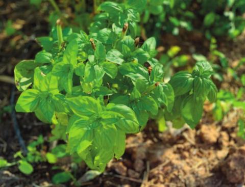 Like many herbs, basil responds well to being cut back frequently (aka “herb cutting”). Marisa Thompson Courtesy photo