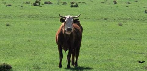Gila Cattle Slaughter Lawsuit Settled